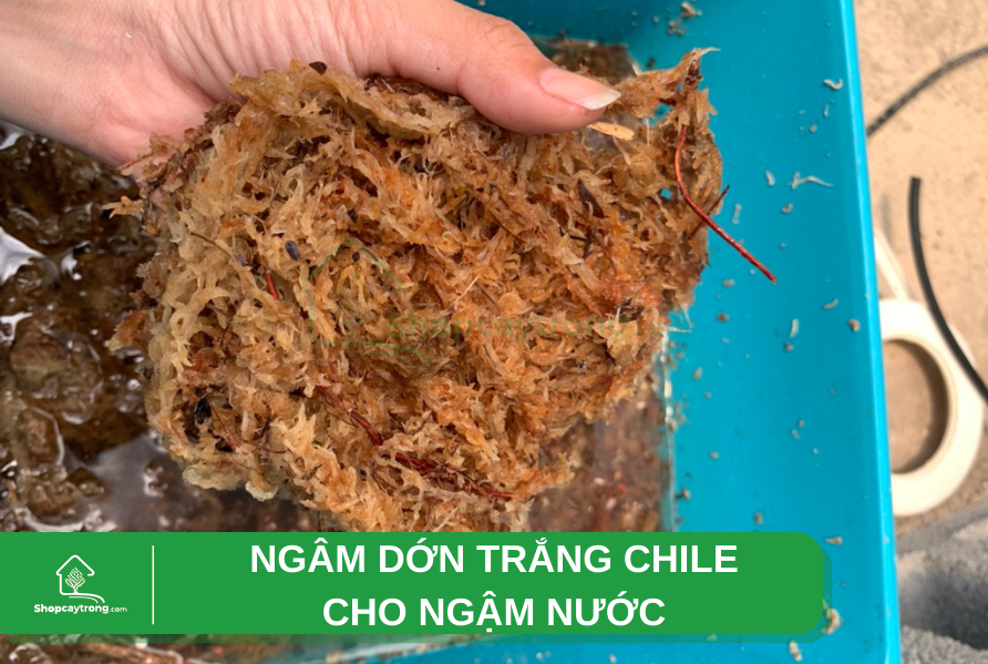 làm kokedama với dớn trắng
