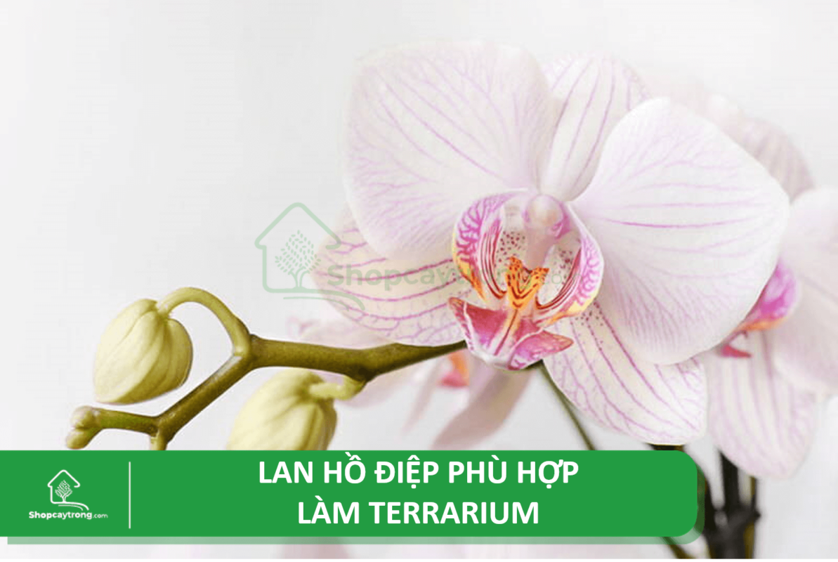 Người ta thường sử dụng lan hồ điệp để làm tiểu cảnh Terrarium.