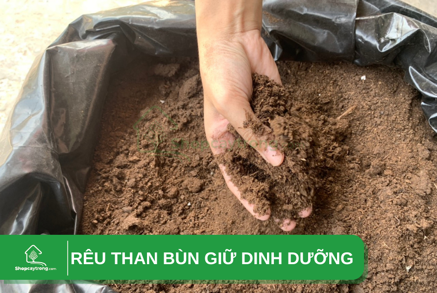 Rêu than bùn