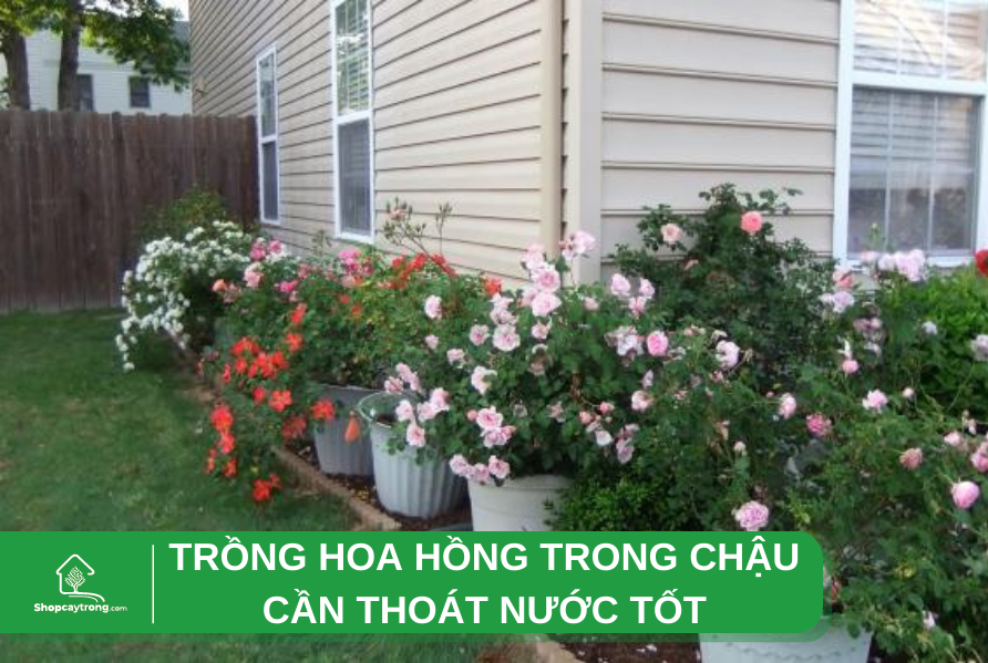 Đá Pumice là chất trồng phổ biến, được phối trộn với đất để tạo nên giá thể trồng hoa hồng.
