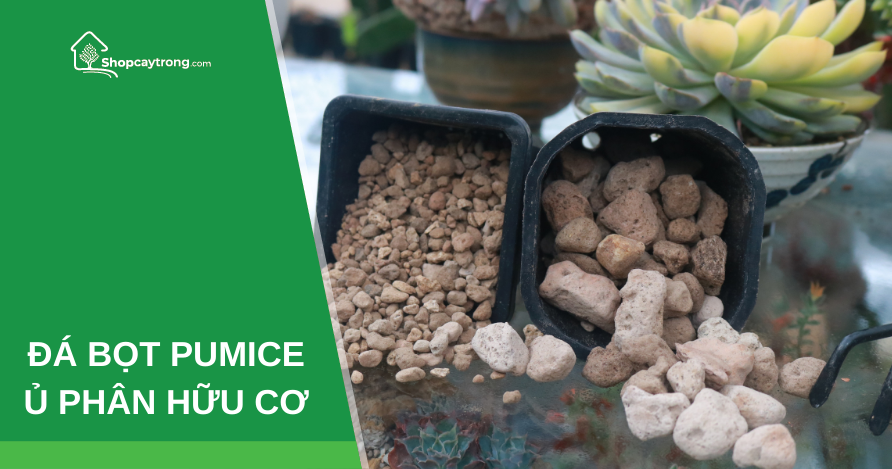 Ủ phân hữu cơ với đá bọt Pumice hiệu quả ngay tại nhà