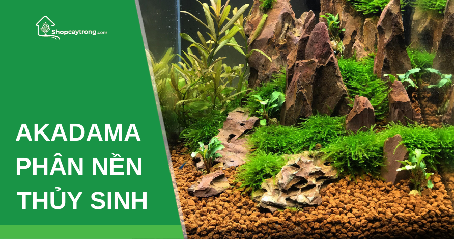 Sử dụng đất nung Akadama làm phân nền