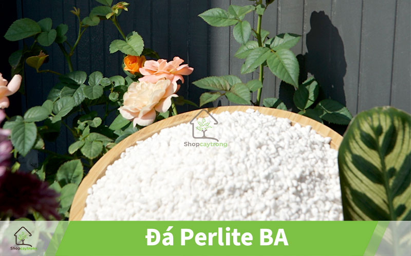 Mua đá perlite trân châu quận 4