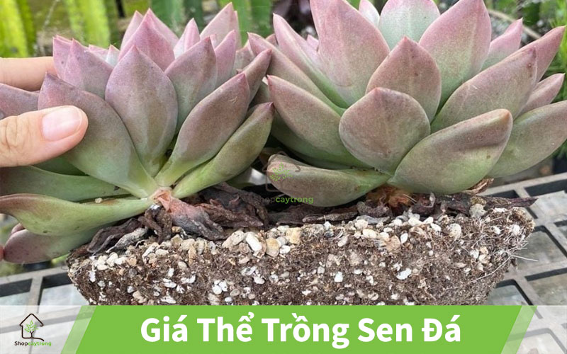 Giá thể sen đá mua ở Hồ Chí Minh
