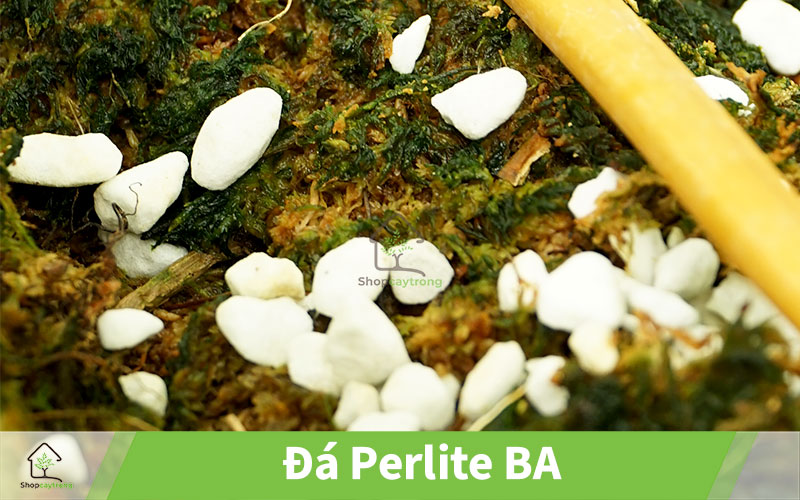 Mua đá Perlite tại Thành phố Hồ Chí Minh