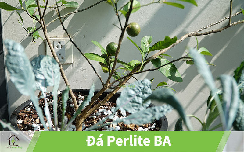 Địa chỉ bán đá Perlite tại Thành phố Hồ Chí Minh