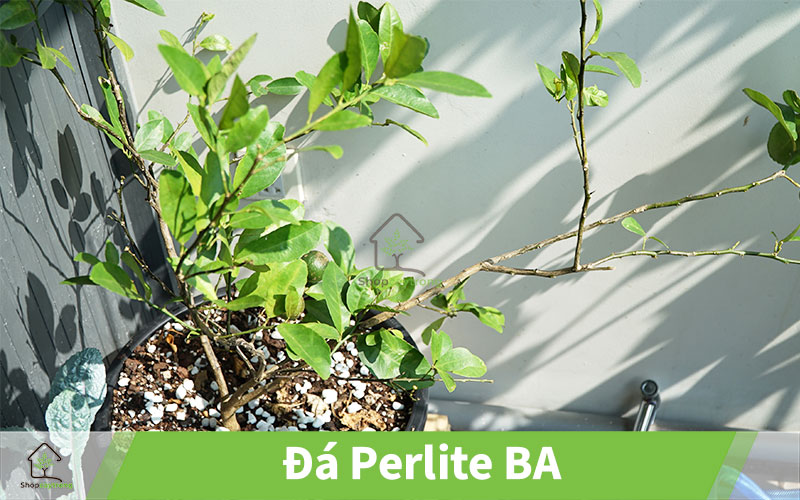 Mua đá Perlite tại Cần Thơ
