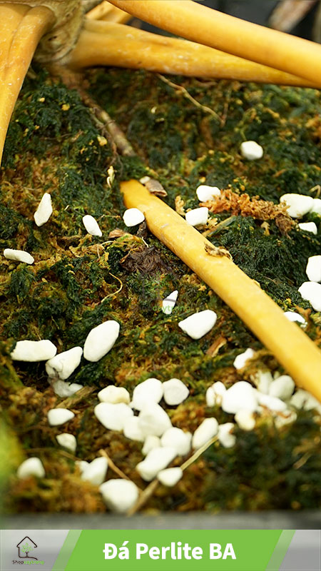 Mua đá perlite quận 1
