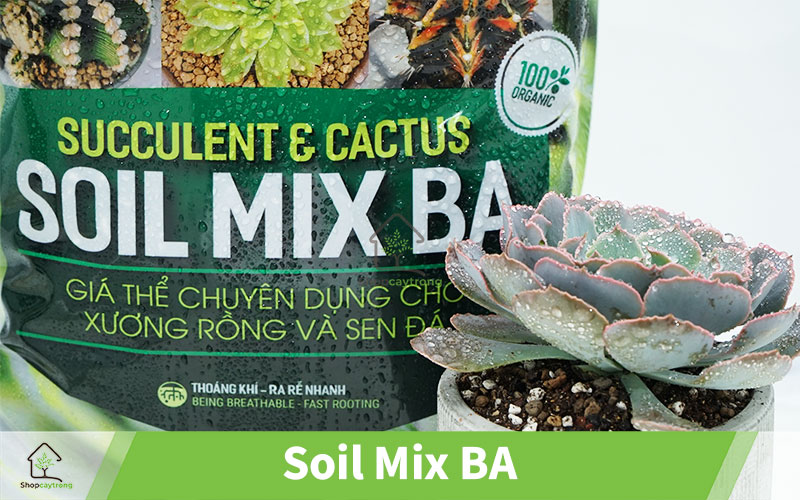 Giá thể sen đá mua ở quận 3