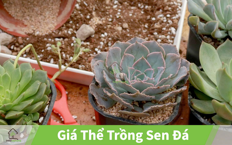 Bán Giá thể sen đá mua ở quận 3