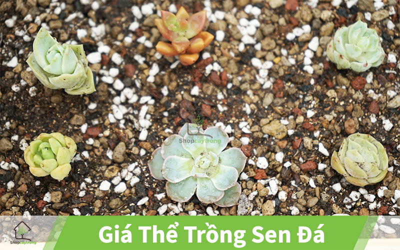 Mua Giá thể sen đá mua ở quận 3