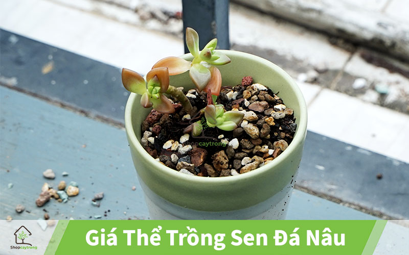 Mua giá thể trồng sen đá nâu