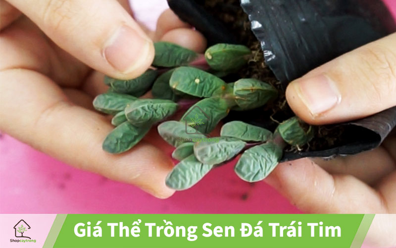 Mua Giá thể trồng sen đá trái tim