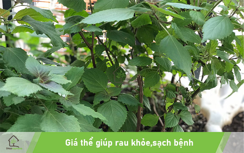 Giá thể giúp canh khỏe mạnh, nhanh lớn