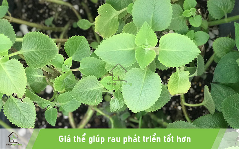 Trồng rau sạch tại nhà