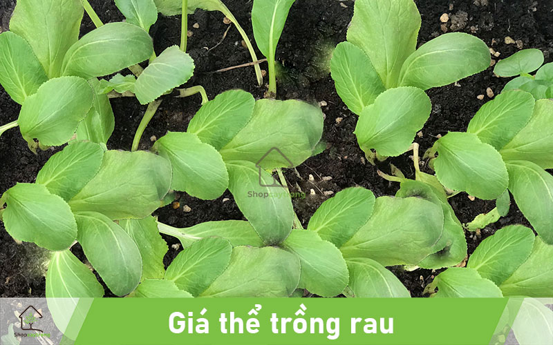 Giá thể trồng rau hữu cơ