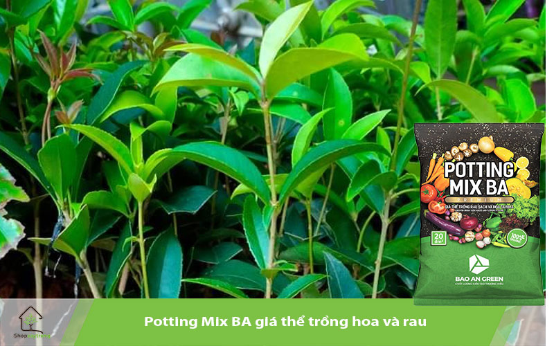 Potting Mix BA giá thể trồng cây cảnh mộc hương