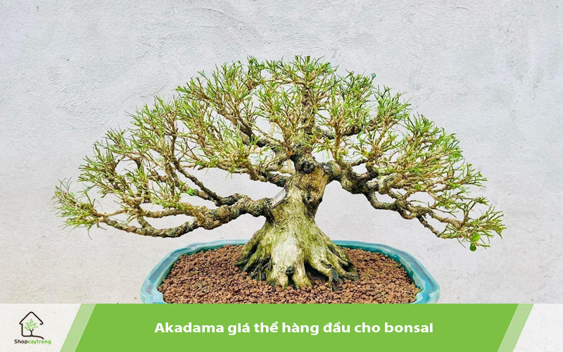 Akadama giá thể trồng bonsai hàng đầu