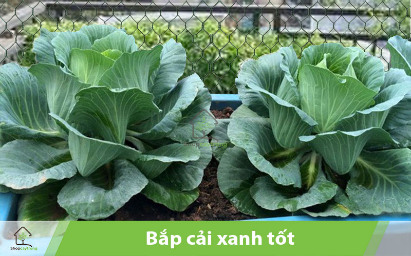 Bắp cải là loại cây ưa nước