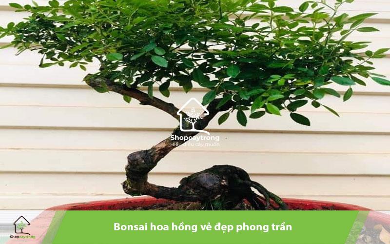 Cây bonsai hoa hồng thu hút bởi dáng vẻ kiêu sa