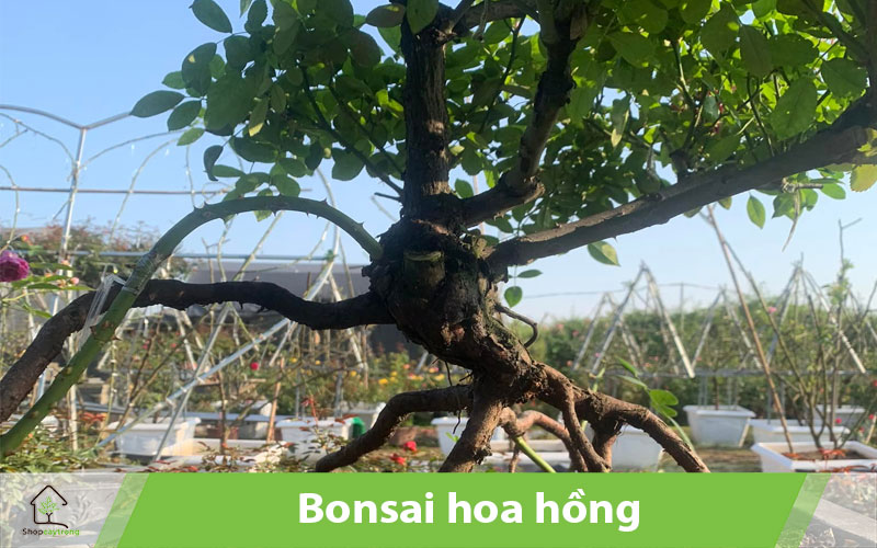Sử dụng giá thể chất lượng để trồng hoa hồng bonsai