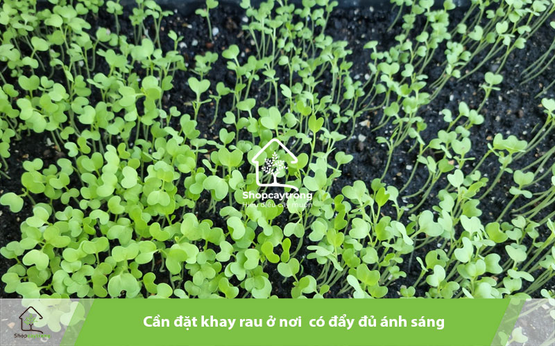 Đặt các khay rau ở nơi thoáng mát, ánh sáng tốt 