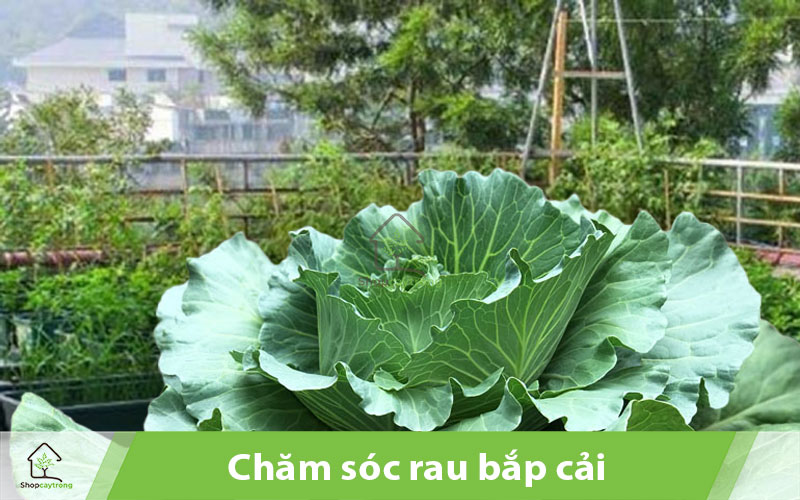 Nên có chế độ chăm sóc cải bắp phù hợp