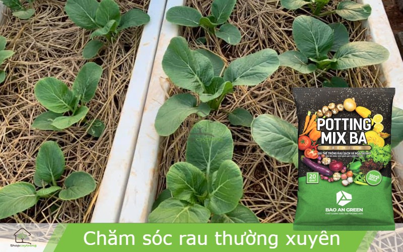 Chăm sóc cây cải đắng sau trồng đúng cách