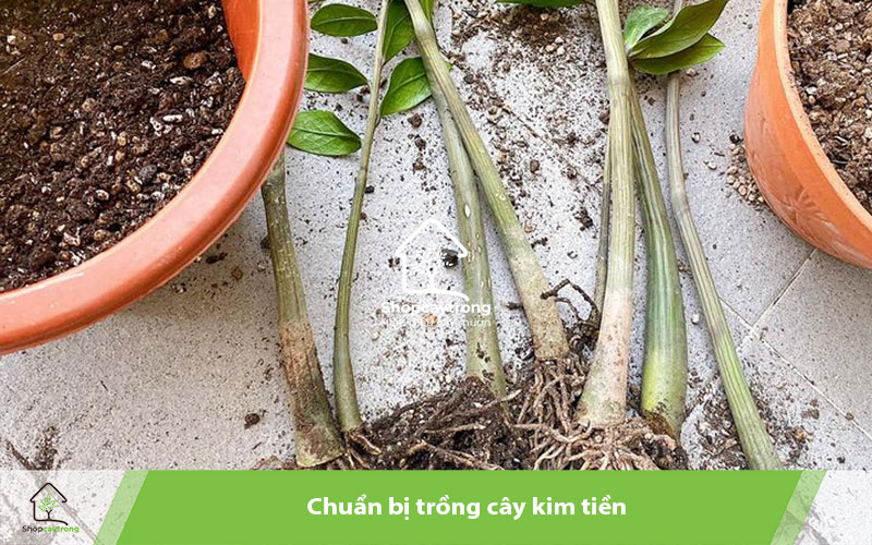 Chuẩn bị trông cây kim tiền