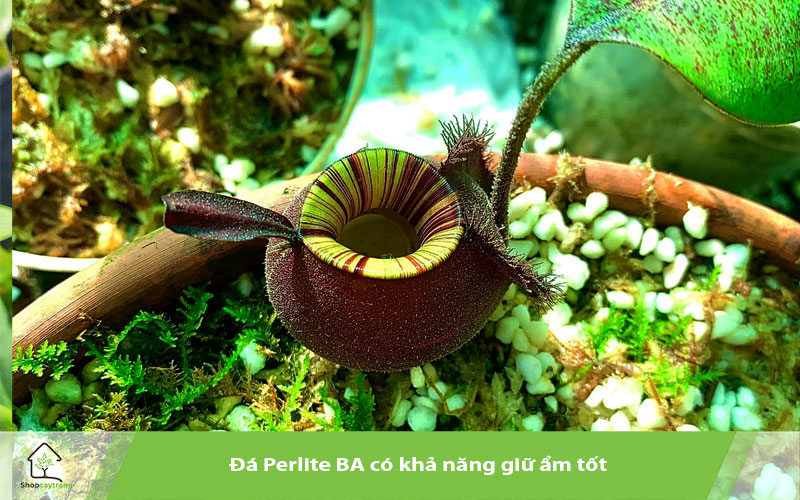 Perlite BA sử dụng làm giá thể trồng cây nắp ấm 