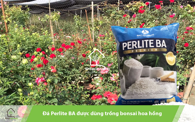 Đá Perlite BA giá thể trồng bonsai hoa hồng