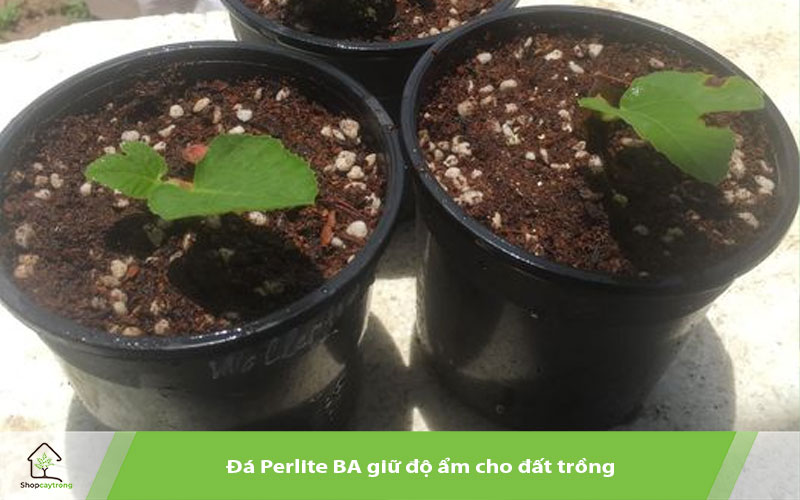 Perlite BA trồng sung mỹ con 