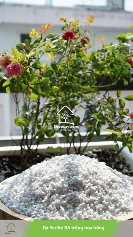 Đá Perlite BA có khả năng thoát nước tốt