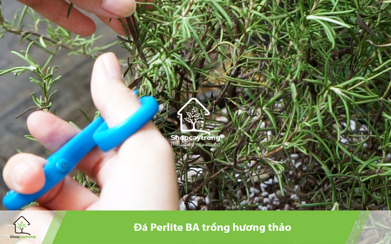 Perlite BA được sử dụng trồng hương thảo
