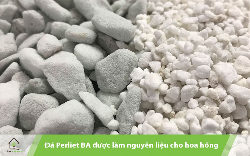 Perlite BA được sử dụng trồng hoa hồng