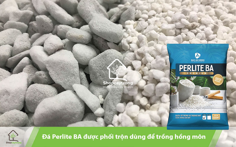 Perlite BA được dùng trong trồng cây giống hồng môn