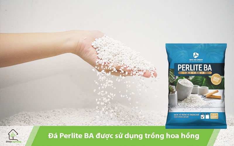 Sử dụng đá Perlite làm giá thể trồng hoa hồng