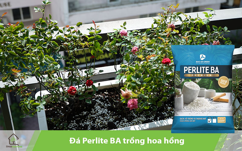 Đá Perlite BA có độ tơi xốp, thoáng khí, thoát nước và giữ ẩm tốt.