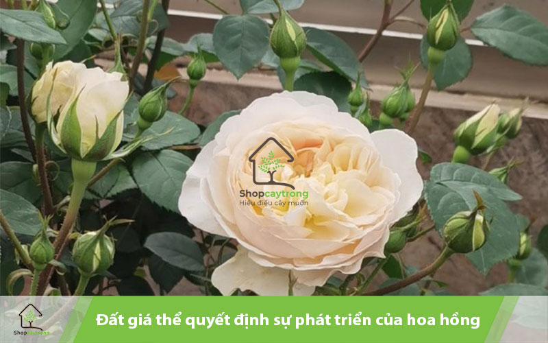 Giá thể cần không chứa mầm bệnh giúp hoa hồng phát triển tốt