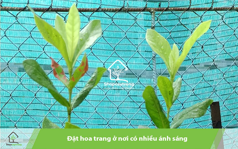 Đặt hoa trang ở nơi có nhiều ánh sáng