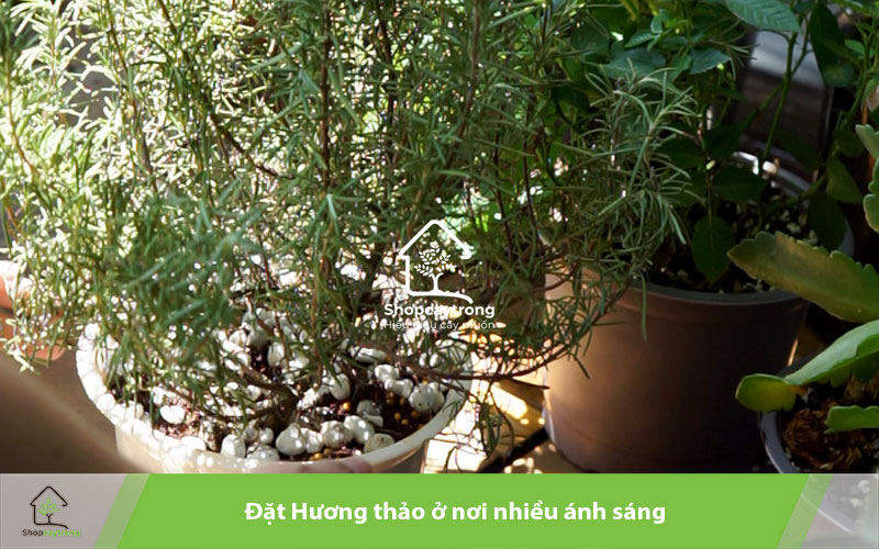 Cần quan tâm ánh sáng và nhiệt độ thích hợp cho hương thảo