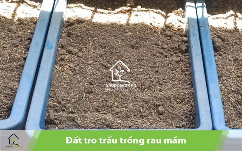 Tro trấu là giá thể trồng rau mầm dễ tìm và cho năng suất cao.