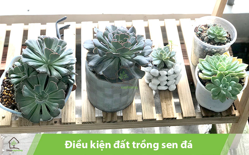 Tìm hiểu đặc điểm sen đá trước khi chọn đất trồng