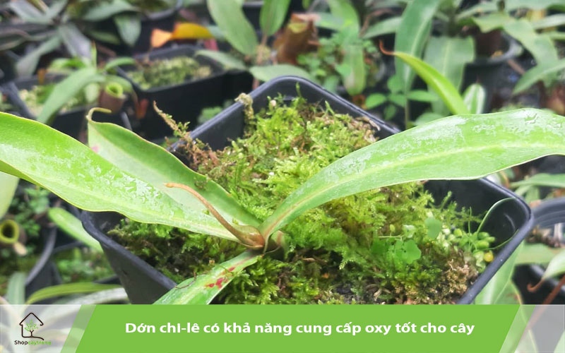 Dớn Chi-lê làm giá thể trồng nắp ấm 