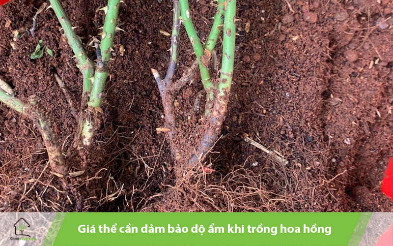 Giá thể trồng hồng bonsai cần giữ ẩm tốt