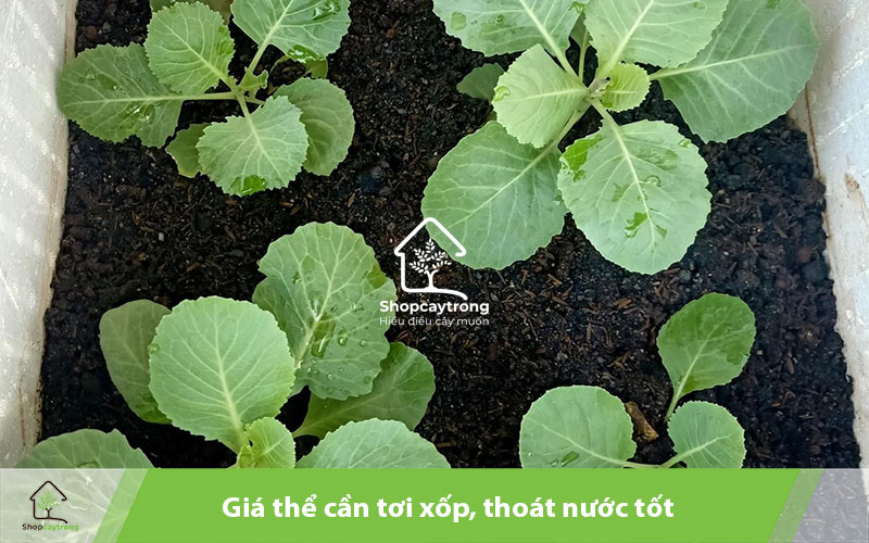 Bắp cải có khả năng hấp thụ nước tốt nhưng giá thể cũng cần phải đảm bảo độ thoát nước.