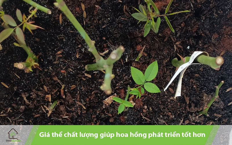 Giá thể chất lượng giúp hoa hồng phát triển tốt hơn