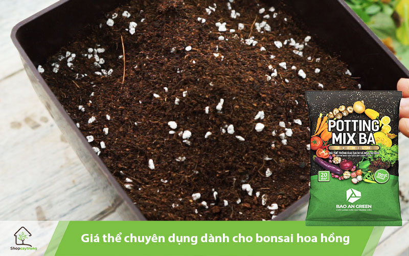 giá thể chuyên dụng dành cho bonsai hoa hồng