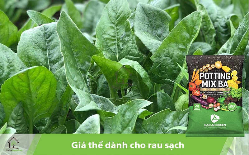 Sử dụng Potting BA trồng rau sạch