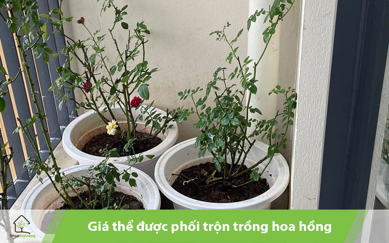 Giá thể hoa hồng trộn sẵn được phối trộn theo tỉ lệ chuẩn